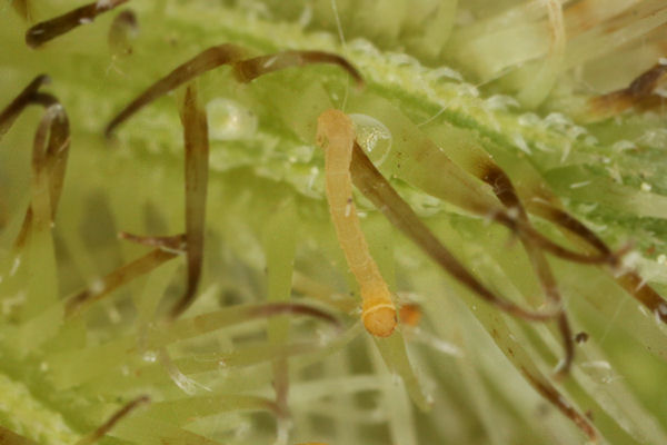 Eupithecia breviculata: Bild 8