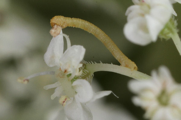 Eupithecia breviculata: Bild 9