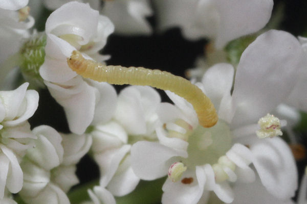 Eupithecia breviculata: Bild 10