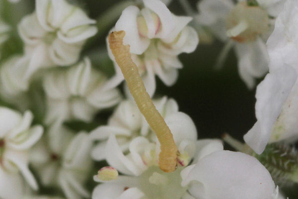 Eupithecia breviculata: Bild 11