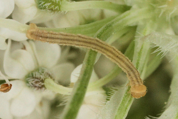 Eupithecia breviculata: Bild 12