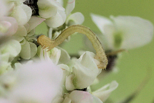 Eupithecia breviculata: Bild 13
