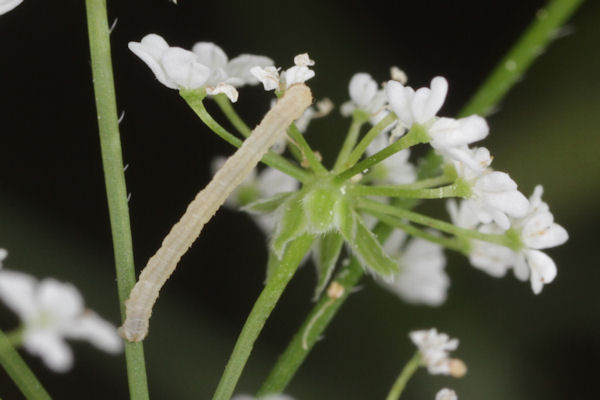 Eupithecia breviculata: Bild 14
