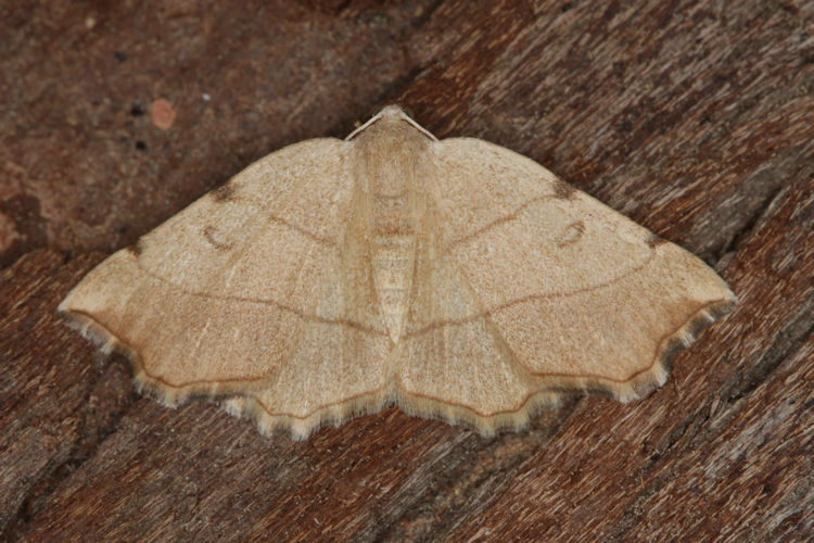Eilicrinia trinotata: Bild 36