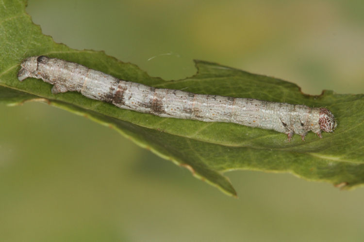 Aleucis orientalis: Bild 13