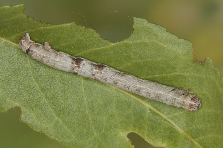 Aleucis orientalis: Bild 14
