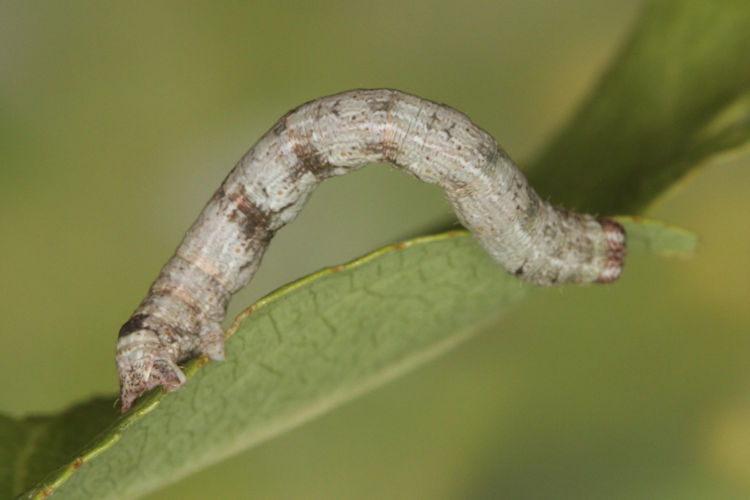 Aleucis orientalis: Bild 15