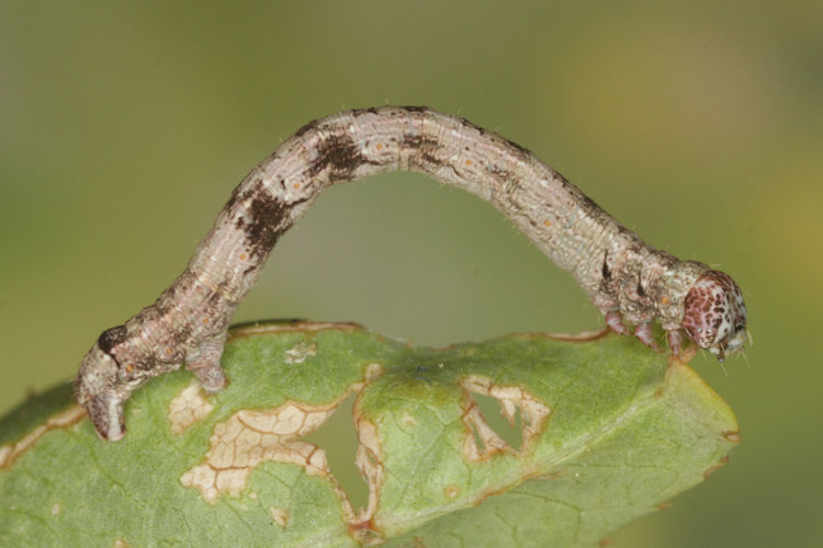 Aleucis orientalis: Bild 16