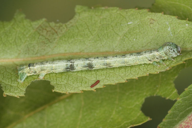 Aleucis orientalis: Bild 5