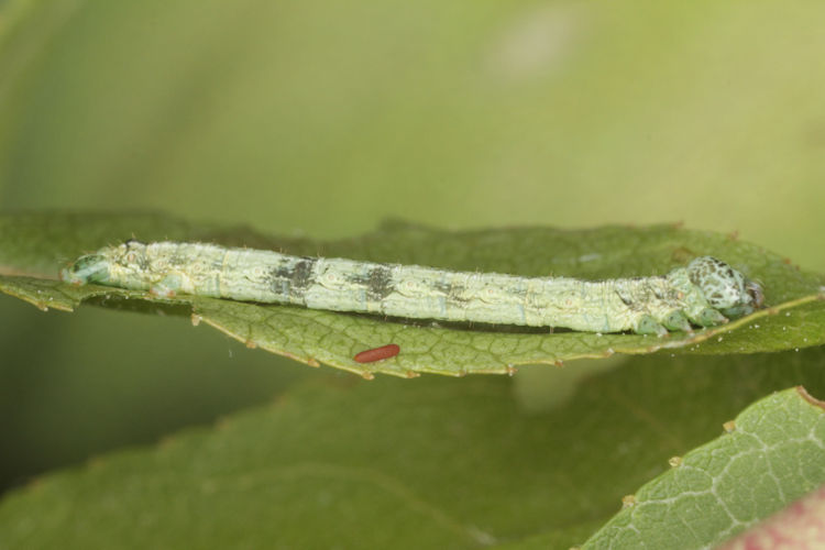 Aleucis orientalis: Bild 7