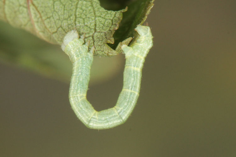 Aleucis orientalis: Bild 3