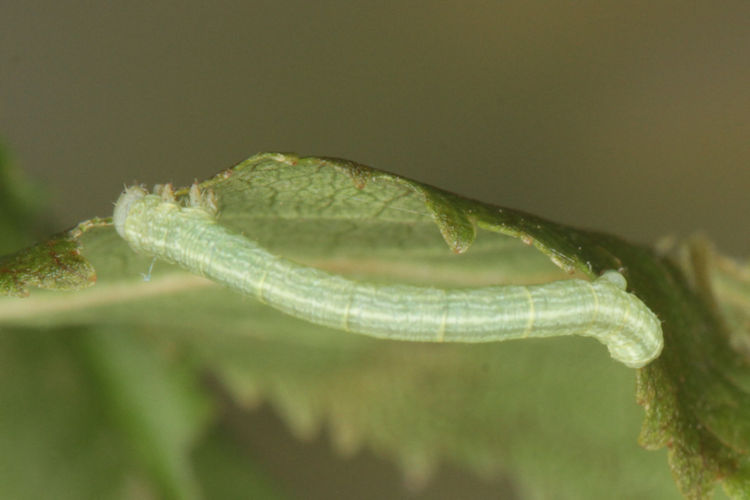 Aleucis orientalis: Bild 4