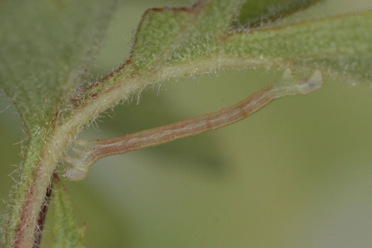 Aleucis orientalis: Bild 1