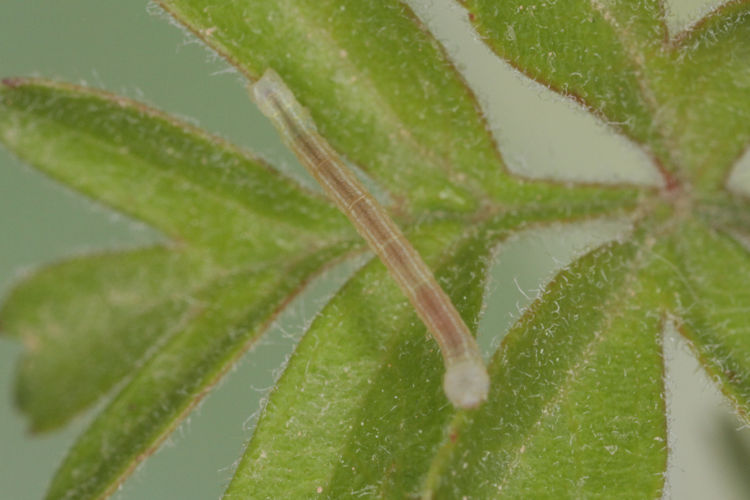 Aleucis orientalis: Bild 2