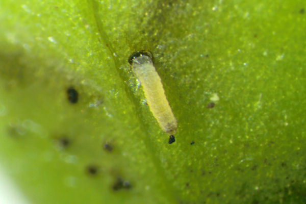Eupithecia immundata: Bild 12