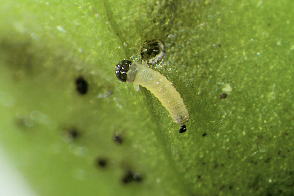 Eupithecia immundata: Bild 13