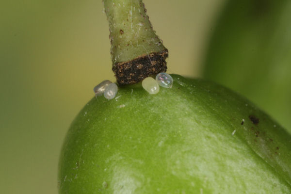 Eupithecia immundata: Bild 2