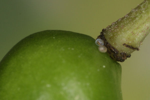 Eupithecia immundata: Bild 4