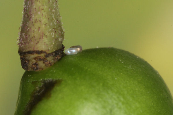 Eupithecia immundata: Bild 8