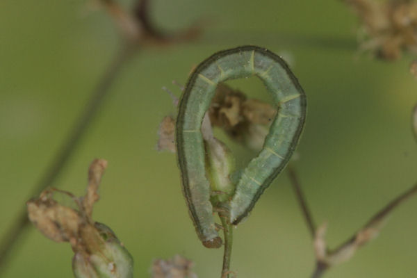 Eupithecia graphata: Bild 13