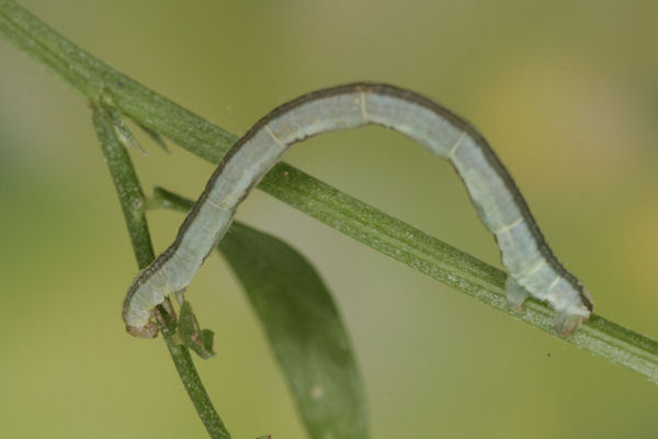 Eupithecia graphata: Bild 15