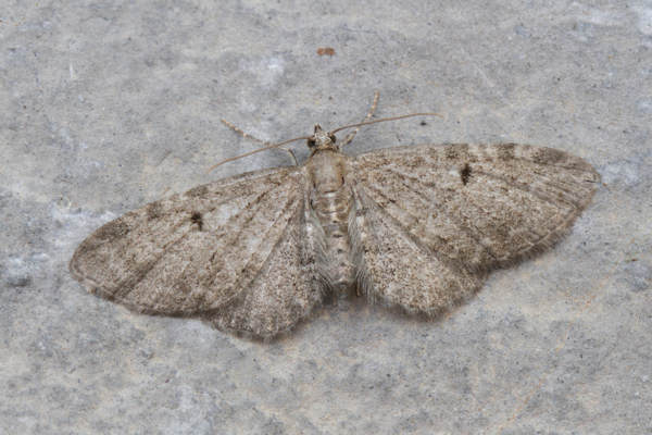 Eupithecia actaeata: Bild 8