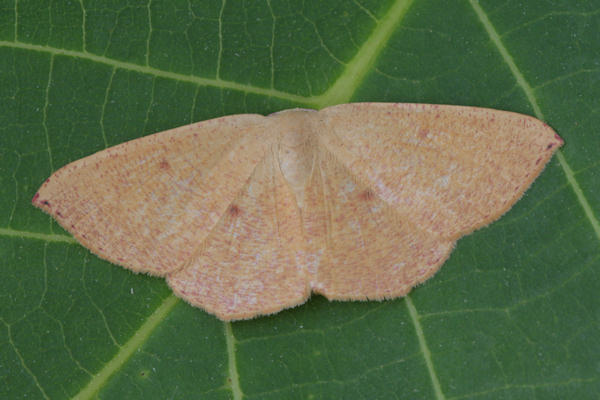 Cyclophora puppillaria: Bild 29