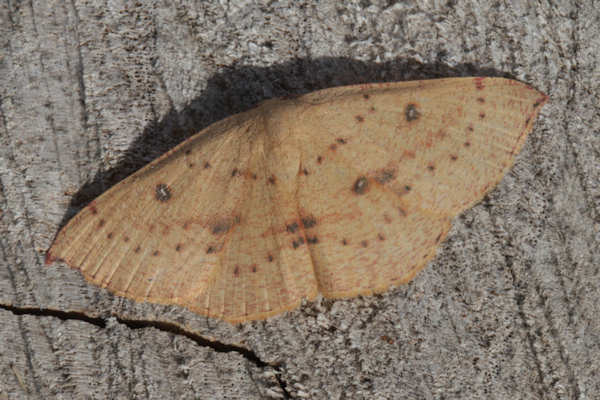 Cyclophora puppillaria: Bild 27