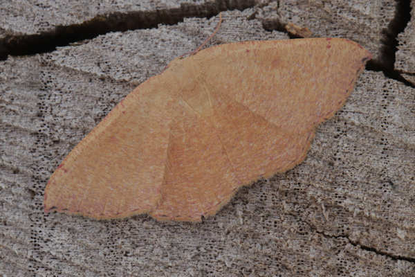 Cyclophora puppillaria: Bild 28