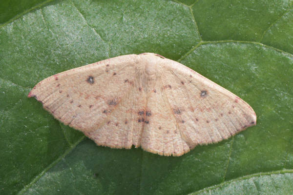 Cyclophora puppillaria: Bild 29