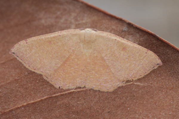 Cyclophora puppillaria: Bild 30