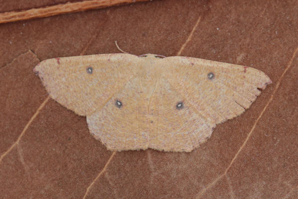 Cyclophora puppillaria: Bild 31