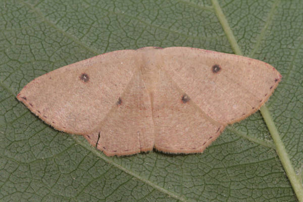 Cyclophora puppillaria: Bild 35