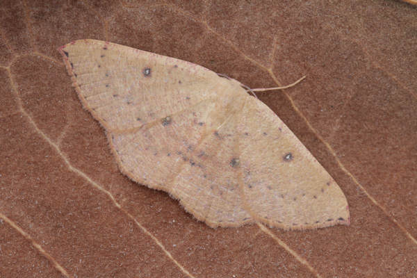 Cyclophora puppillaria: Bild 33