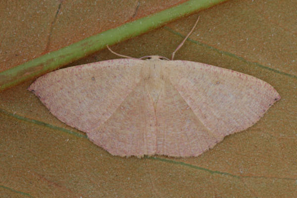 Cyclophora puppillaria: Bild 38