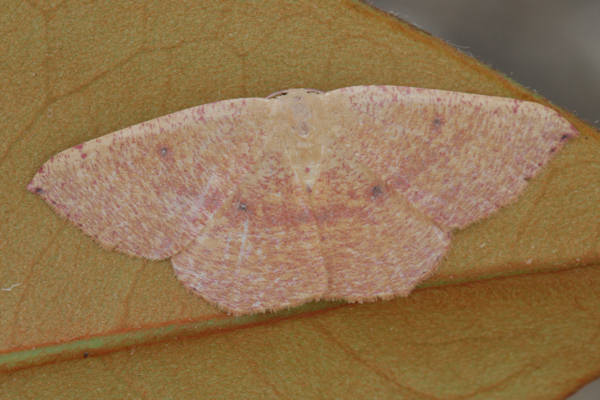 Cyclophora puppillaria: Bild 39