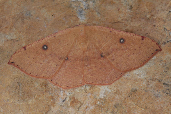 Cyclophora puppillaria: Bild 38
