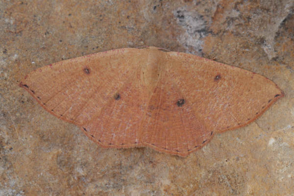 Cyclophora puppillaria: Bild 42