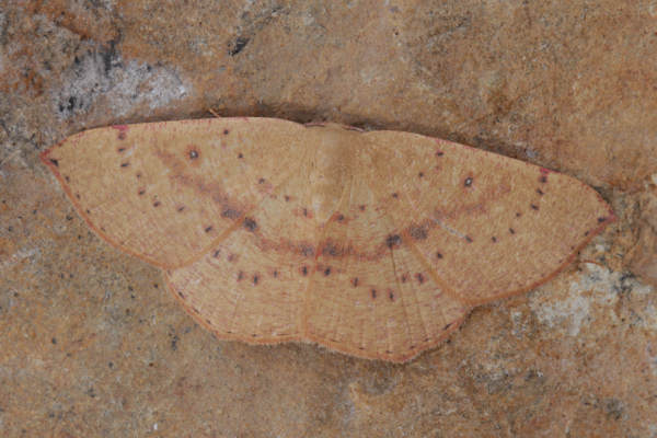 Cyclophora puppillaria: Bild 24