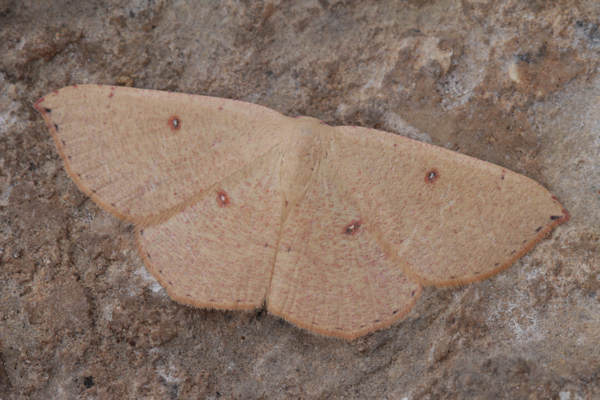 Cyclophora puppillaria: Bild 40