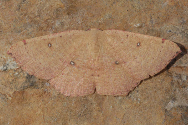 Cyclophora puppillaria: Bild 42