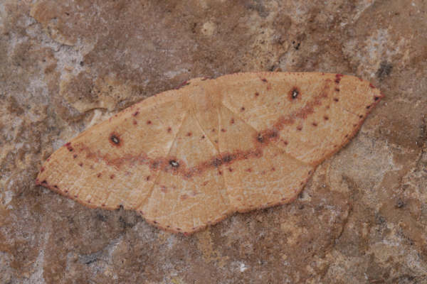 Cyclophora puppillaria: Bild 43