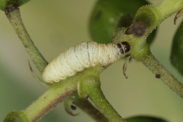 Eupithecia immundata: Bild 19