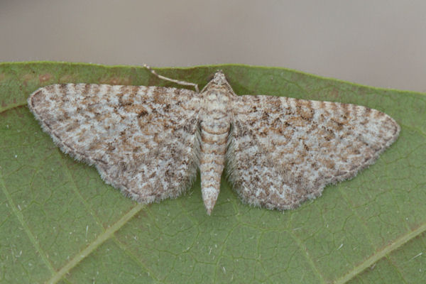 Eupithecia cuculliaria: Bild 1