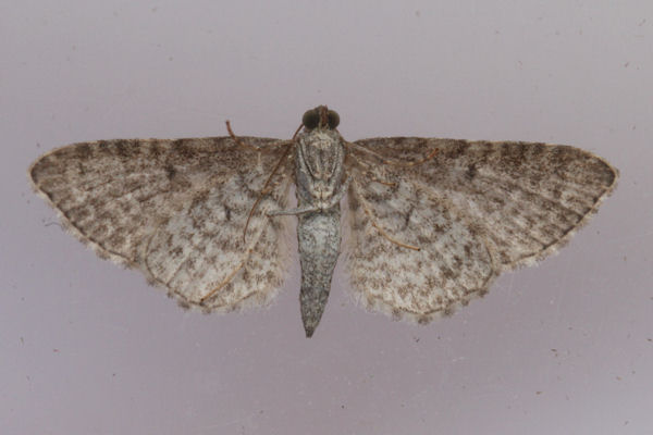 Eupithecia cuculliaria: Bild 10