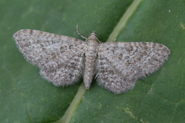 Eupithecia cuculliaria: Bild 2