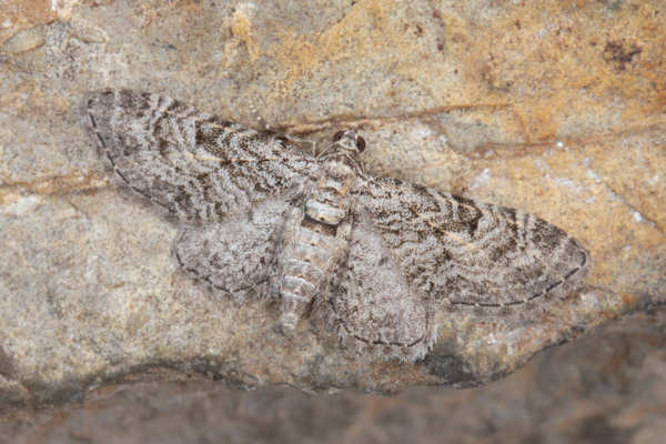 Eupithecia dodoneata: Bild 43