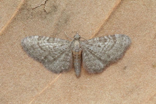 Eupithecia haworthiata: Bild 8