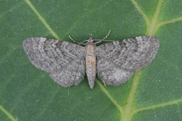 Eupithecia haworthiata: Bild 9