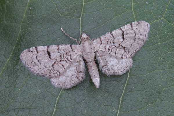 Eupithecia silenicolata: Bild 1